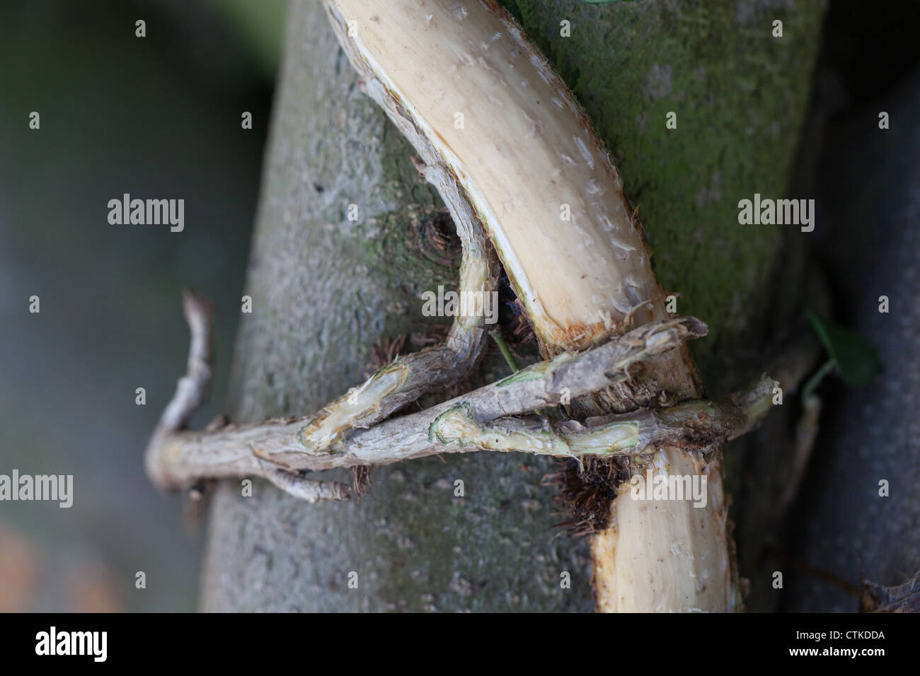Ivy (Ilex aquifolium) stem climbing around a Holly trunk (Ilex aquifolium). Attacked and de-barked by Rabbit (Oryctolagus cunicu Stock Photo