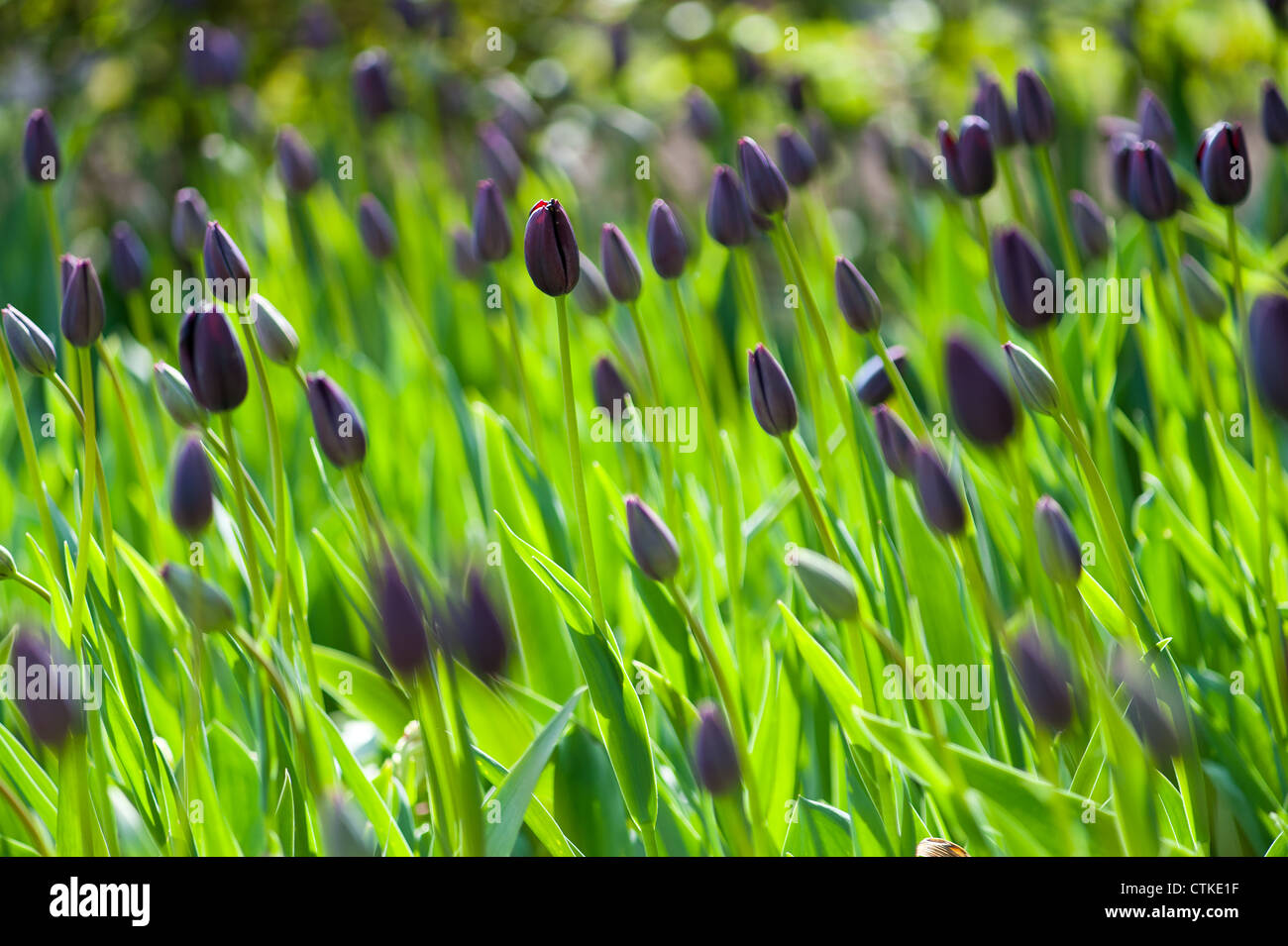 Densely planted violet purple tulips in a sundappled British garden