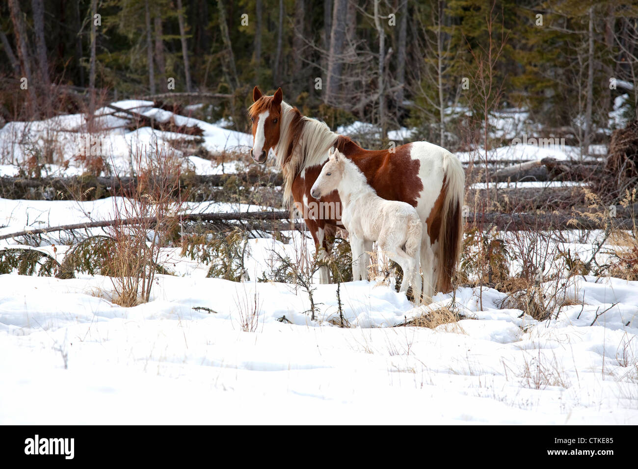 Wild horses, a pinto mare and a white foal in the wilderness of northern Alberta, Canada. Stock Photo