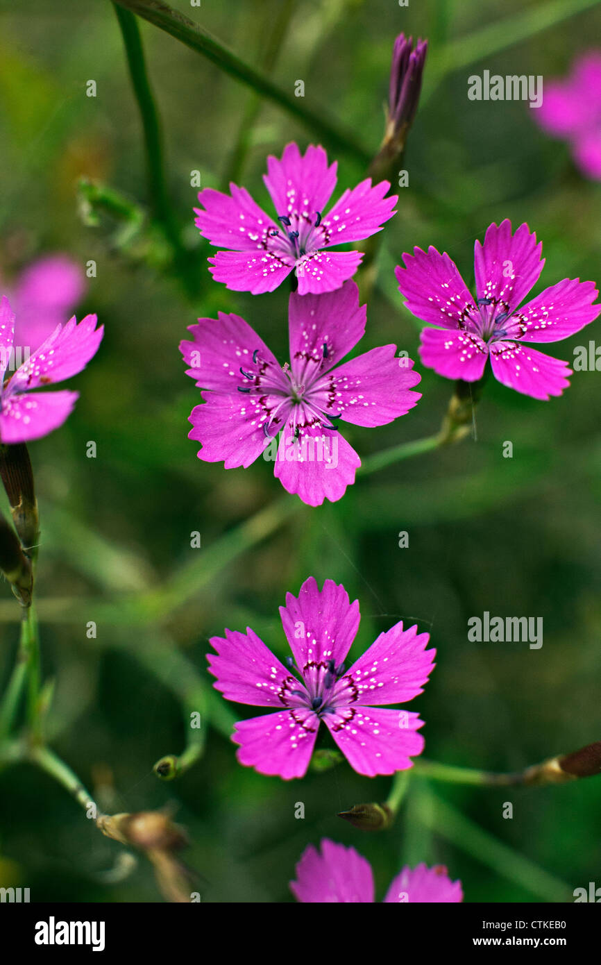 Dianthus deltoides Maiden Pink flowers in Kemeru National Park Latvia Stock Photo