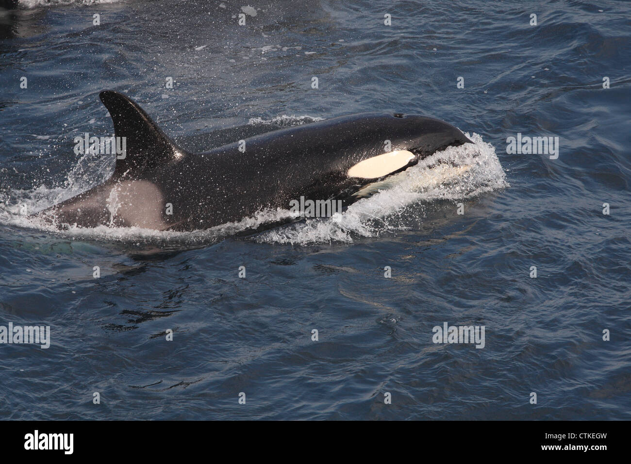 Killer Whale Orcinus orca off Sumburgh Head RSPB reserve, Shetland Islands, Scotland, UK Stock Photo