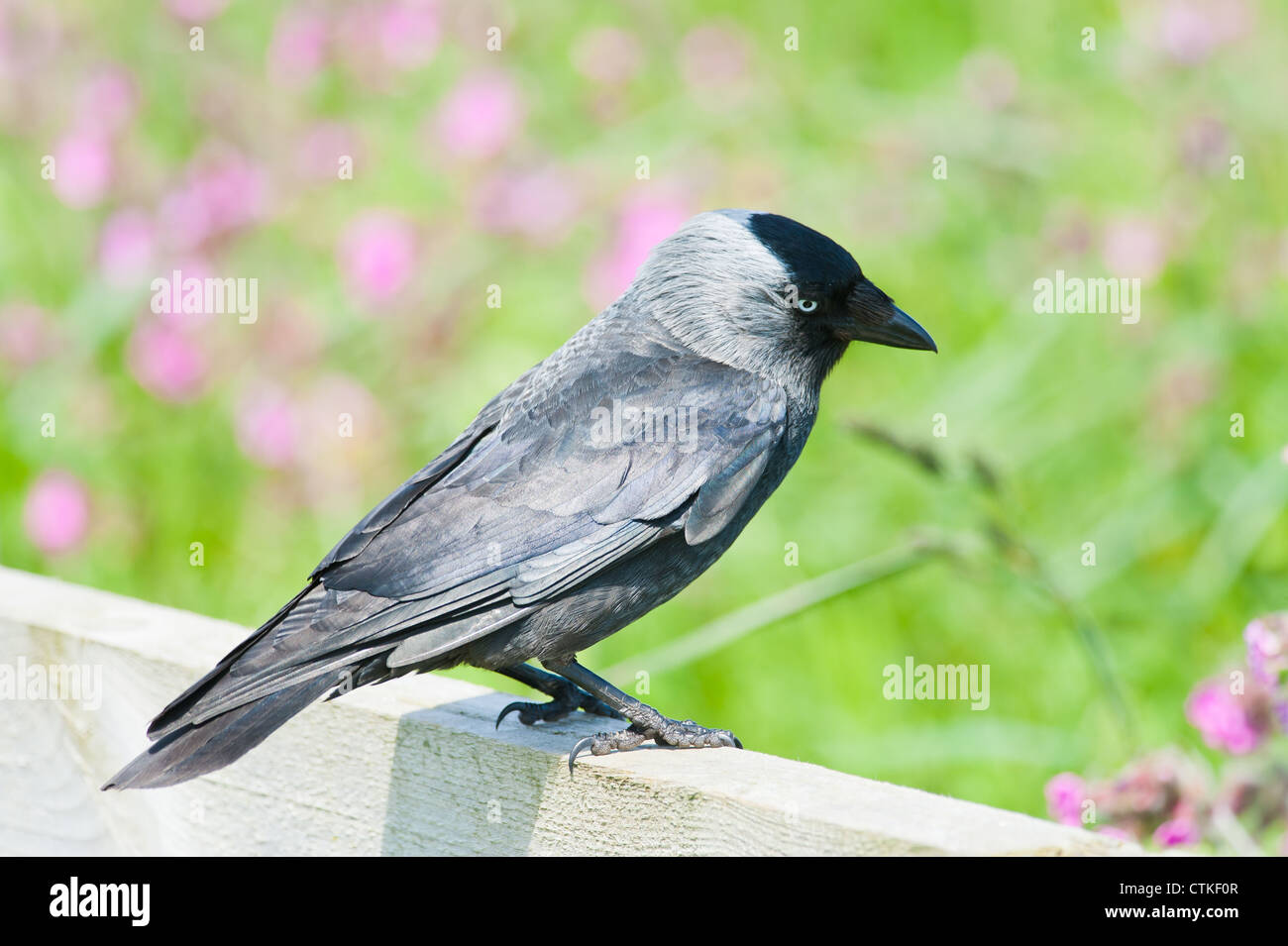 A jackdaw (Corvus monedula) corvid bird perched on a wooden fence with defocused pink campion in the background. Stock Photo