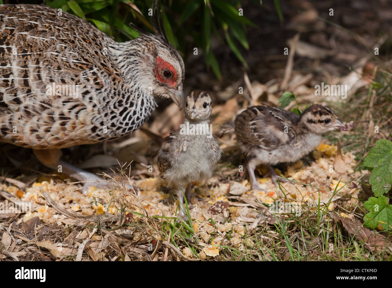 Cheer Pheasant or Wallich's Pheasant (Catreus wallichii). Hen and chicks Stock Photo Alamy