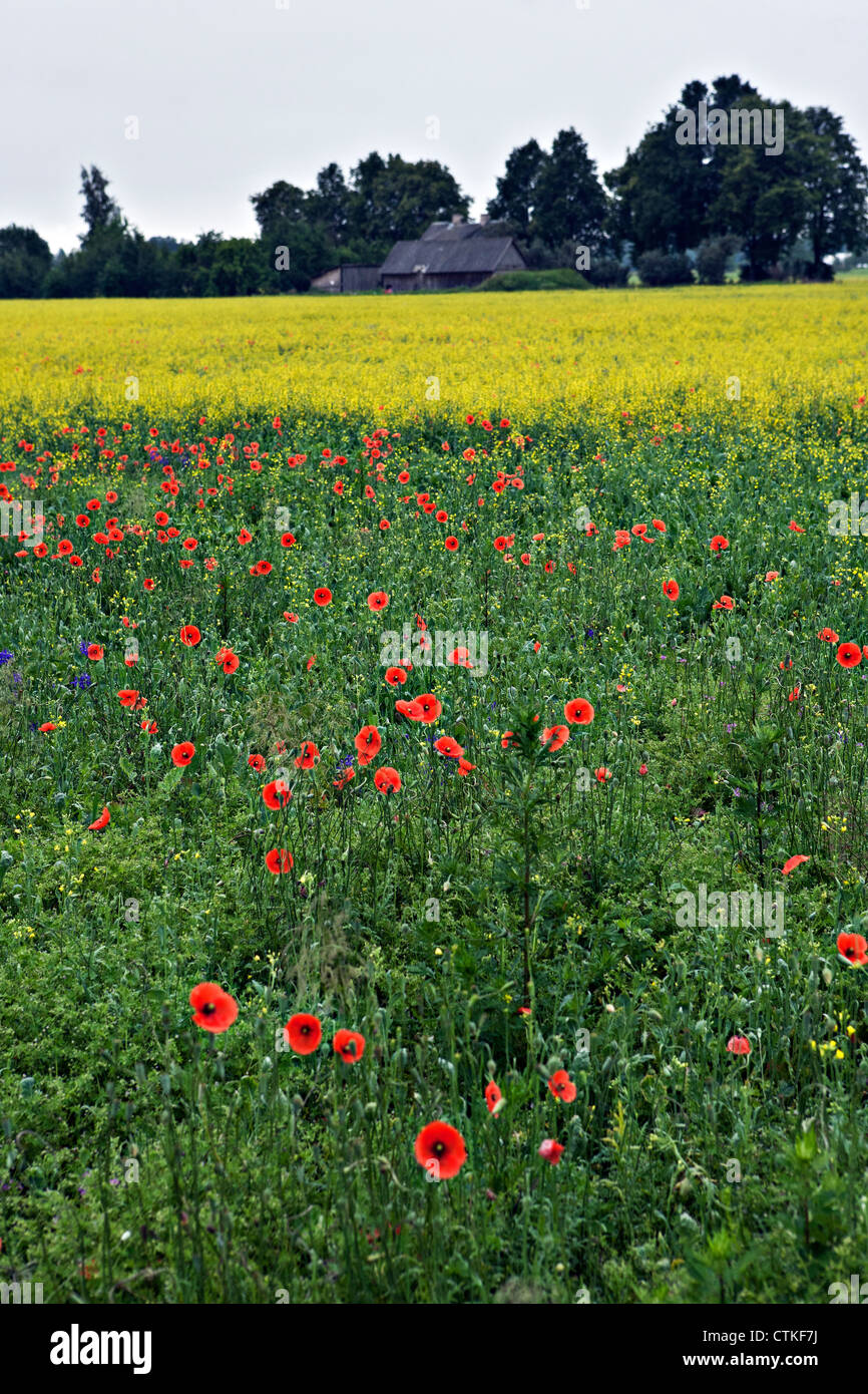 Midsummer poppy field in countryside Smarde Tukums Latvia Stock Photo