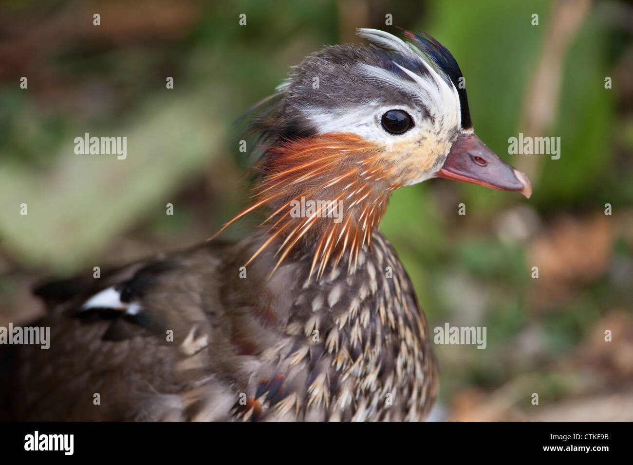 Molt mandarin duck hires stock photography and images Alamy