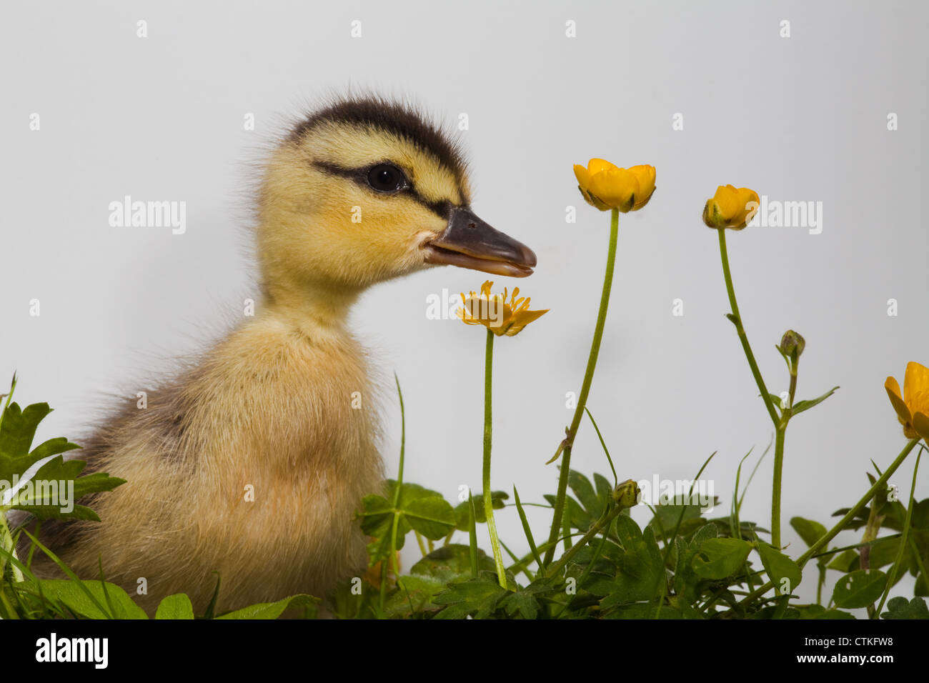 Mallard Duckling (Anas platyrhynchos), and Buttercups (Ranunculus repens). Stock Photo