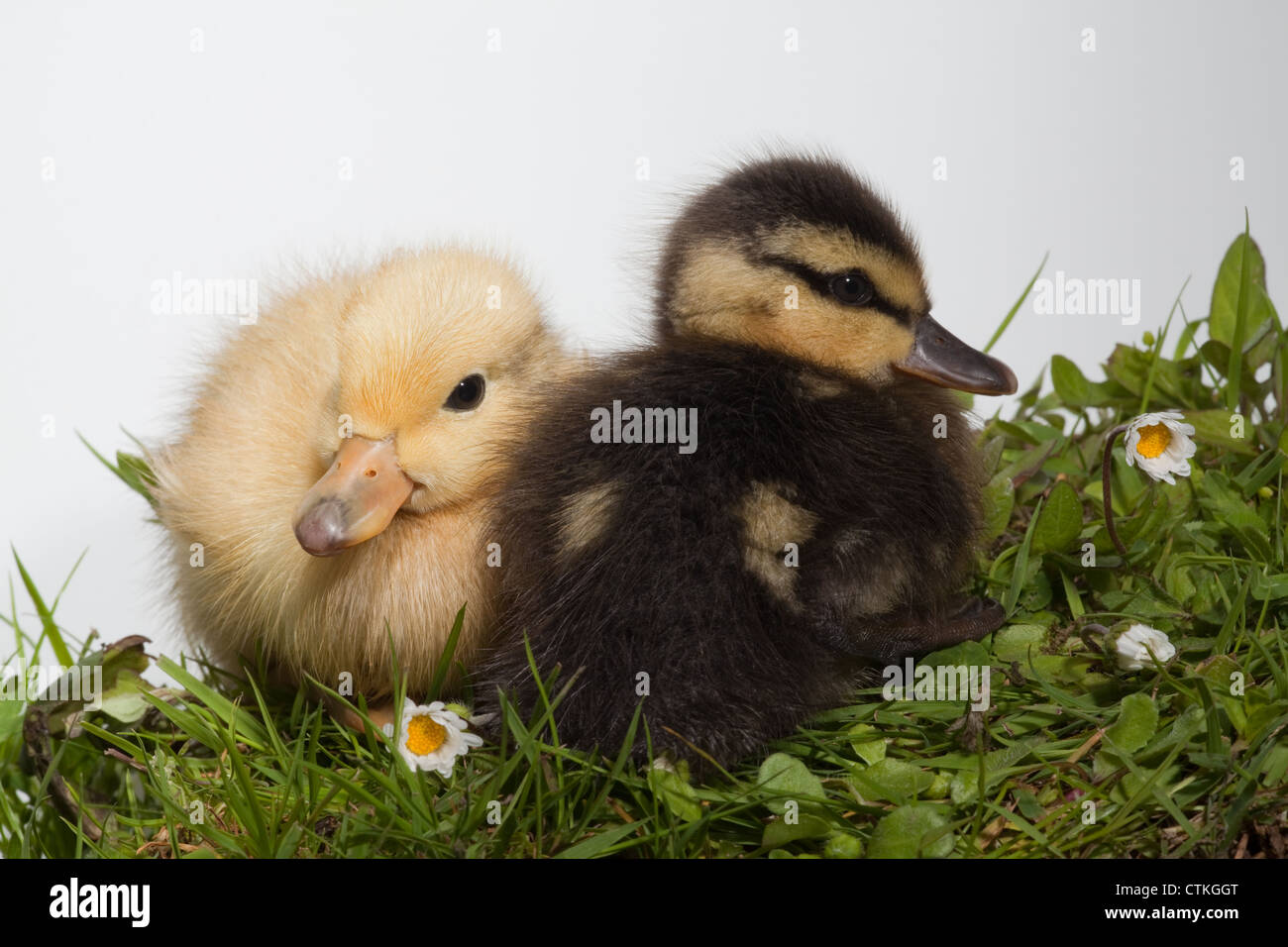 Mallard duck eggs hires stock photography and images Alamy