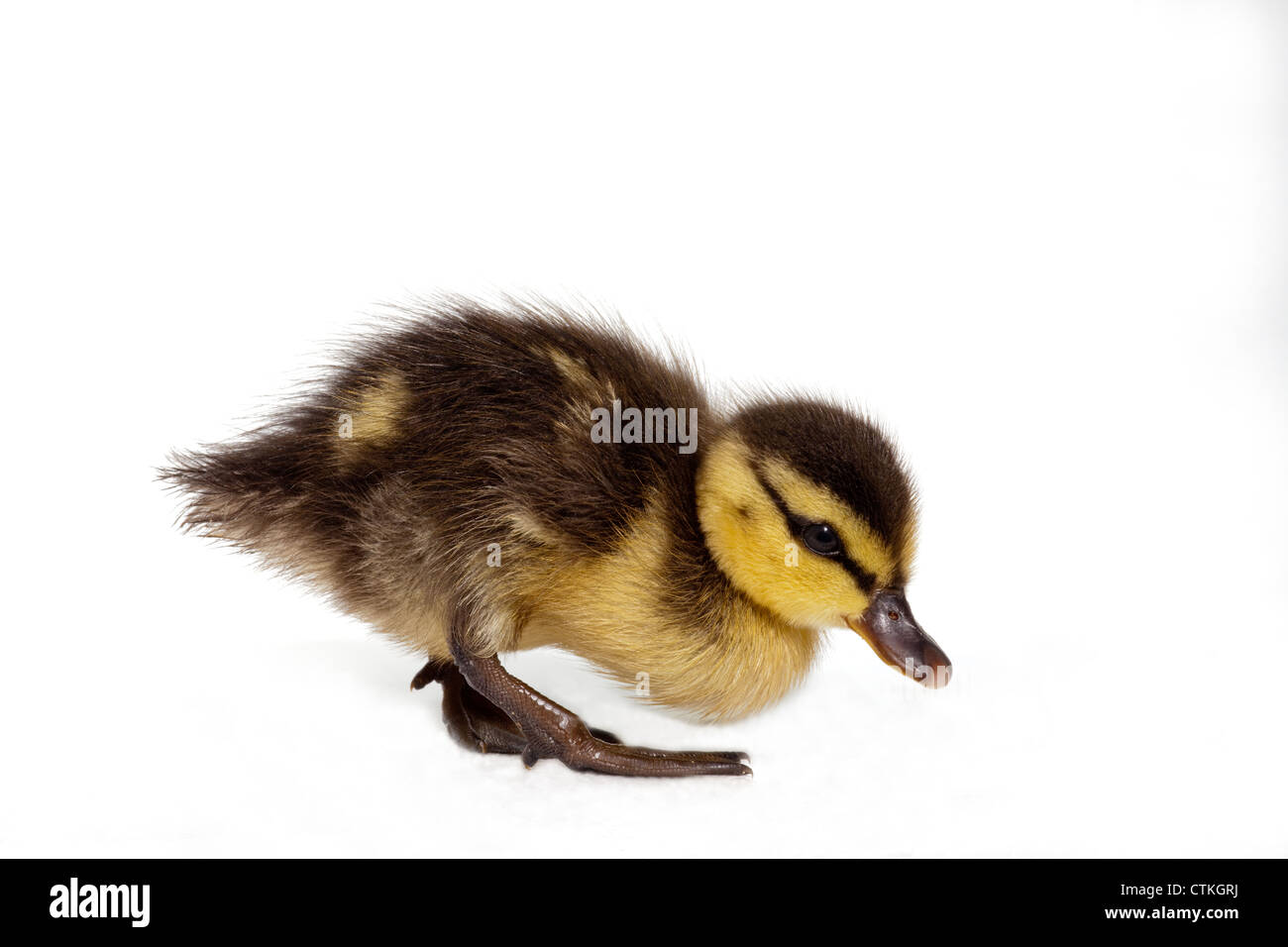 Mallard Duckling (Anas platyrhynchos). Day old. Searching for food items for the first time after hatching. Stock Photo