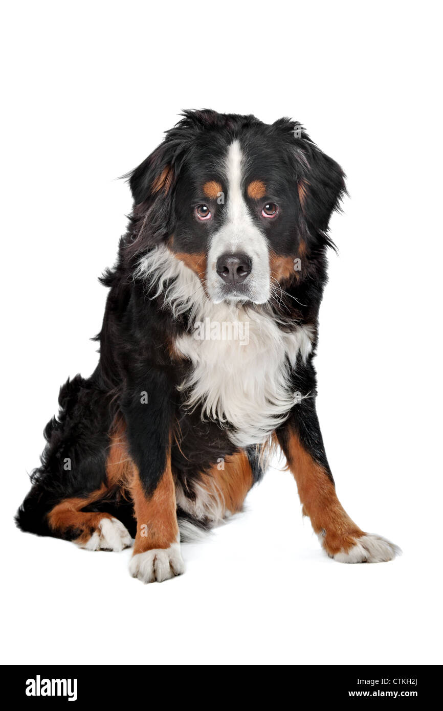 Bernese Mountain dog in front of a white background Stock Photo - Alamy