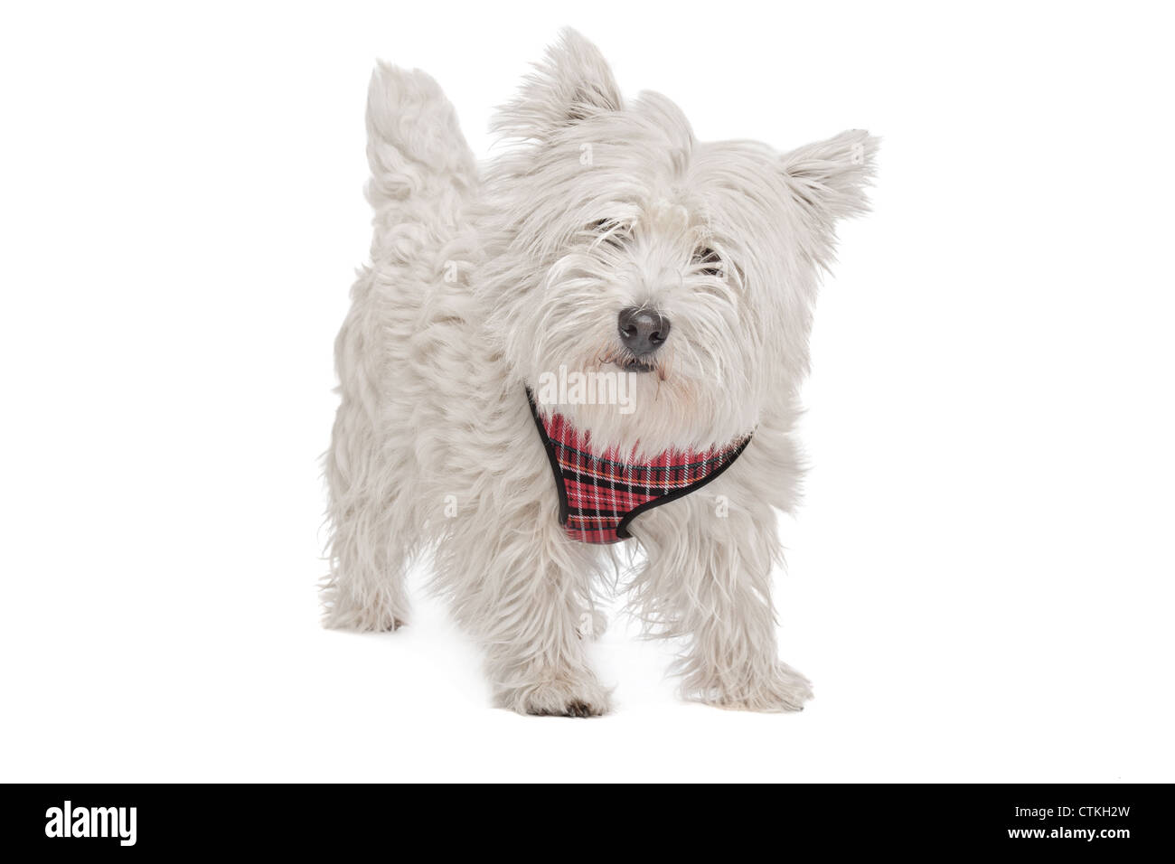 West Highland White Terrier in front of a white background Stock Photo