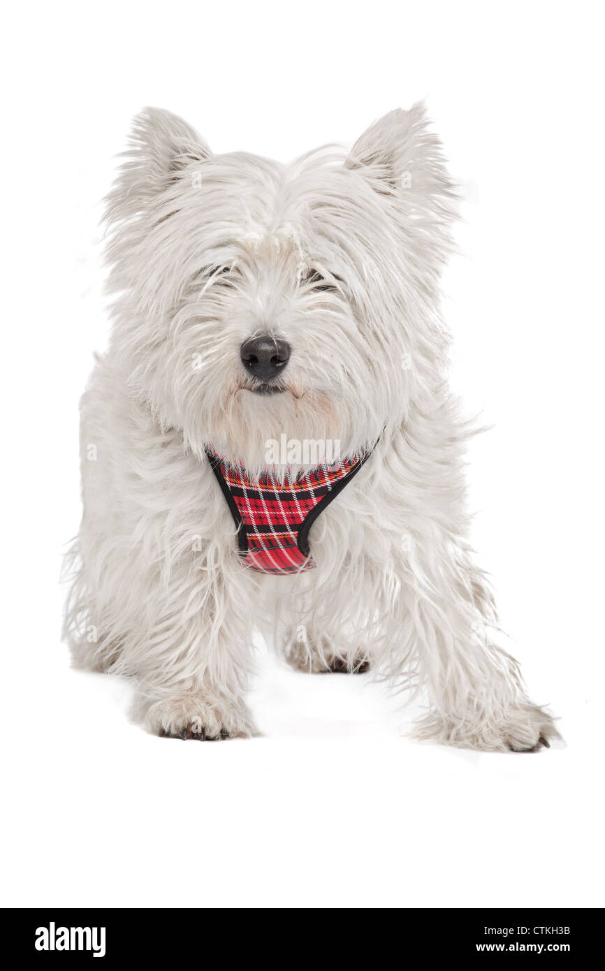 West Highland White Terrier in front of a white background Stock Photo