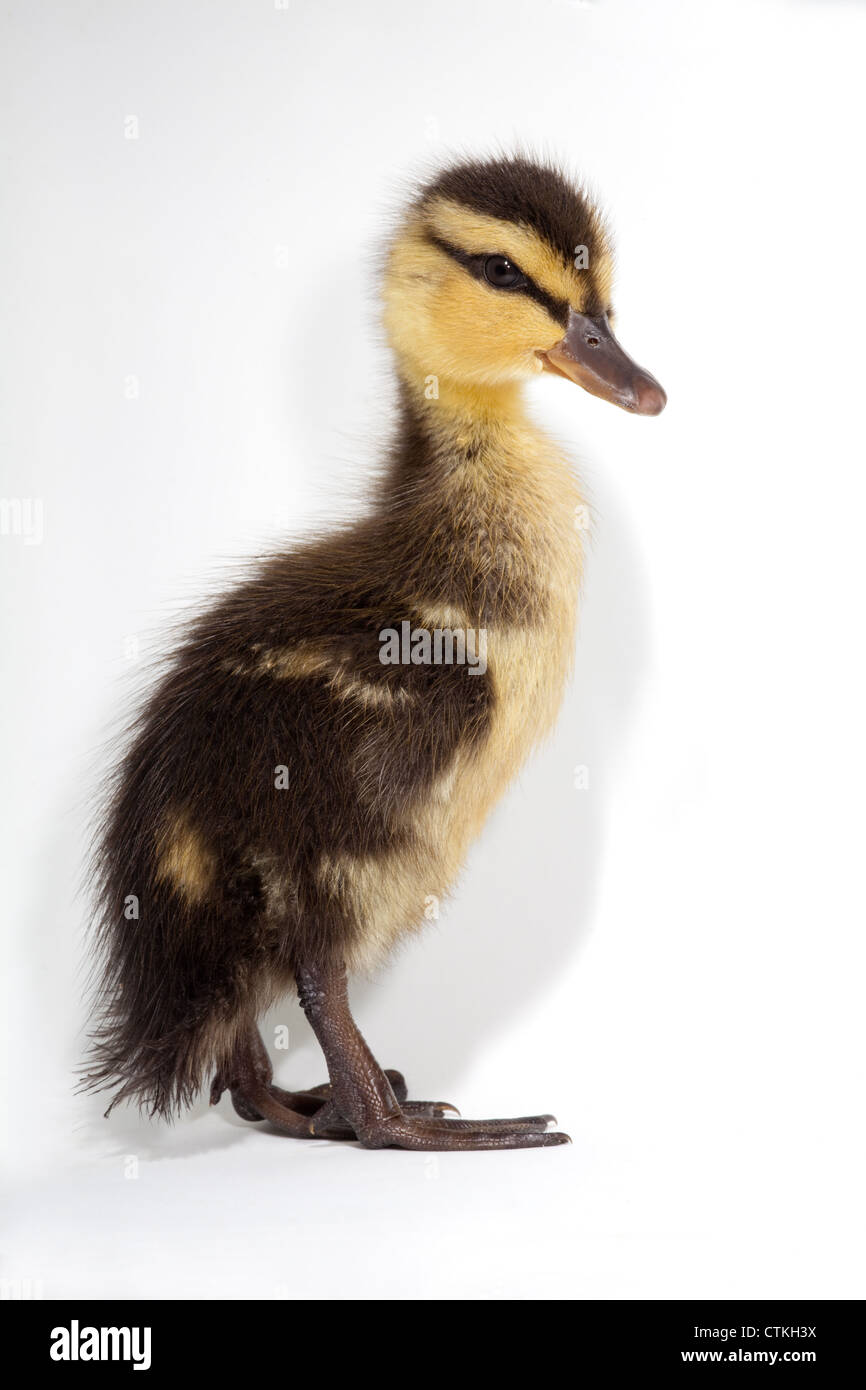 Mallard Duckling (Anas platyrhynchos). Stock Photo
