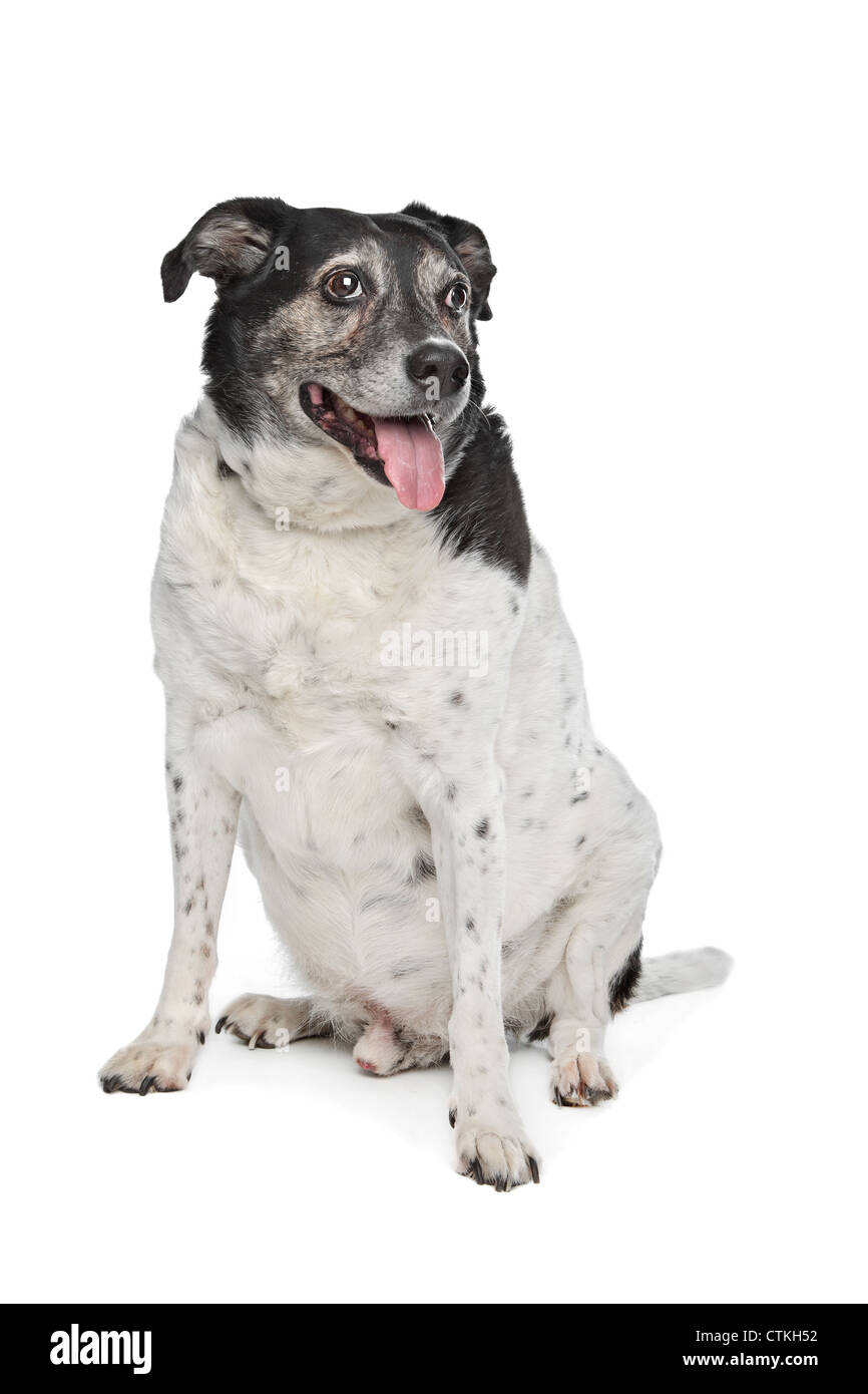 mixed breed dog in front of a white background Stock Photo - Alamy