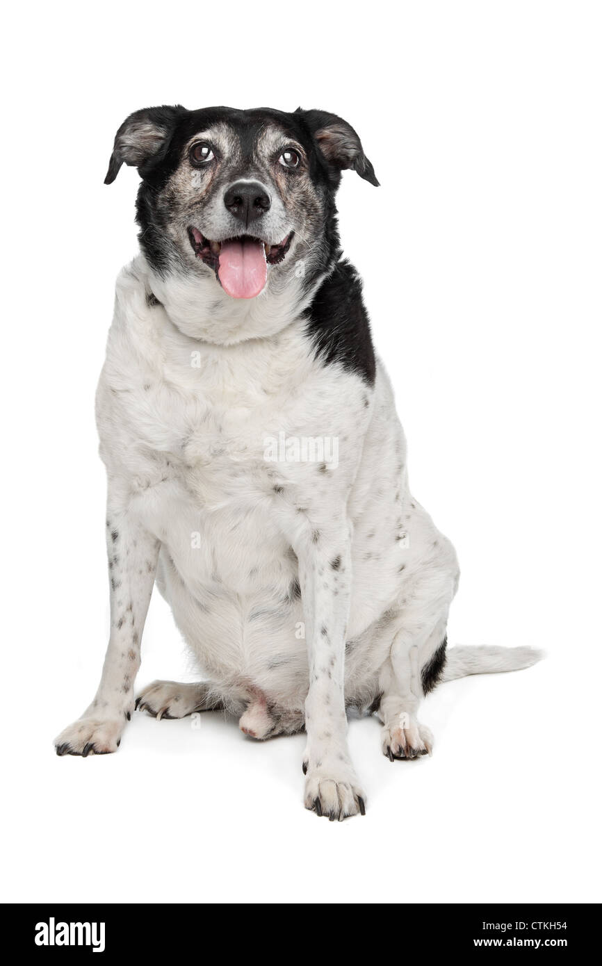 mixed breed dog in front of a white background Stock Photo - Alamy