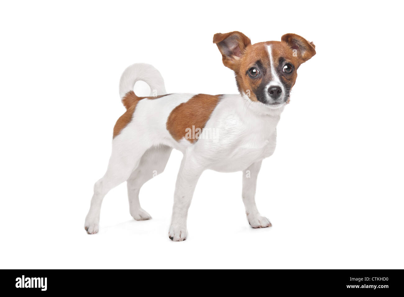 Do Chihuahuas And Jack Russells Get Along