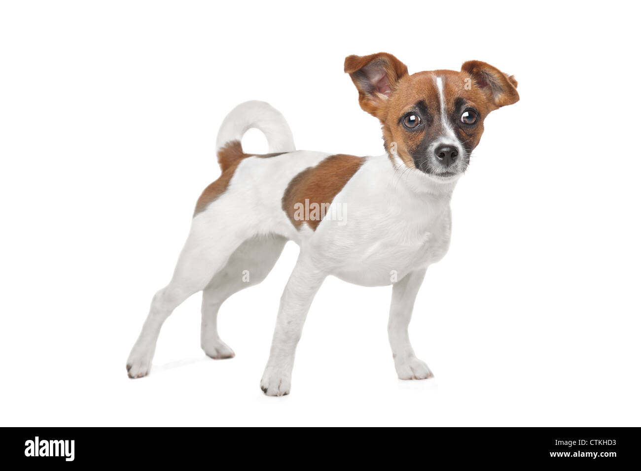 Mixed breed dog. Chihuahua and Jack Russel Terrier mix Stock Photo - Alamy