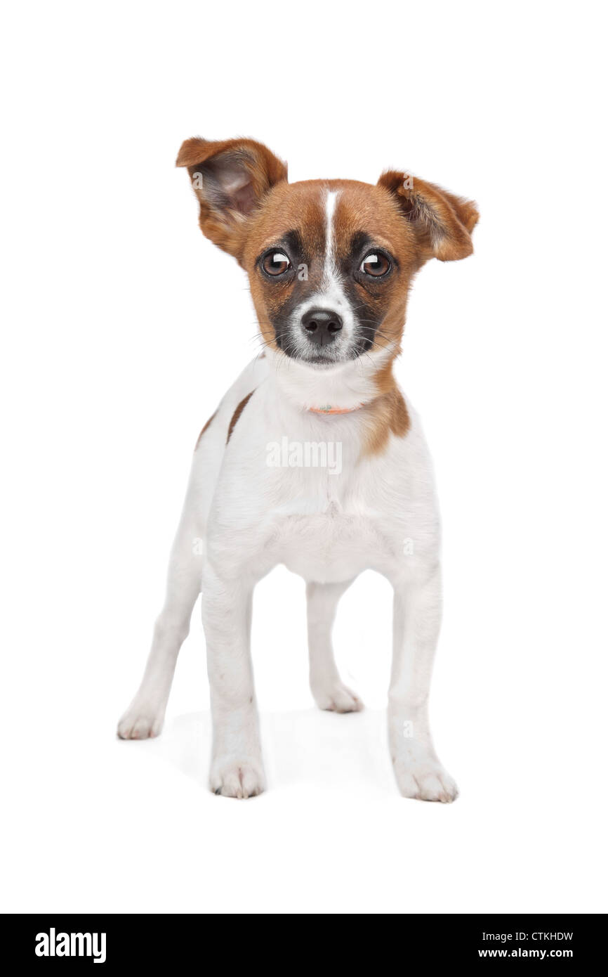 Mixed breed dog. Chihuahua and Jack Russel Terrier mix Stock Photo - Alamy