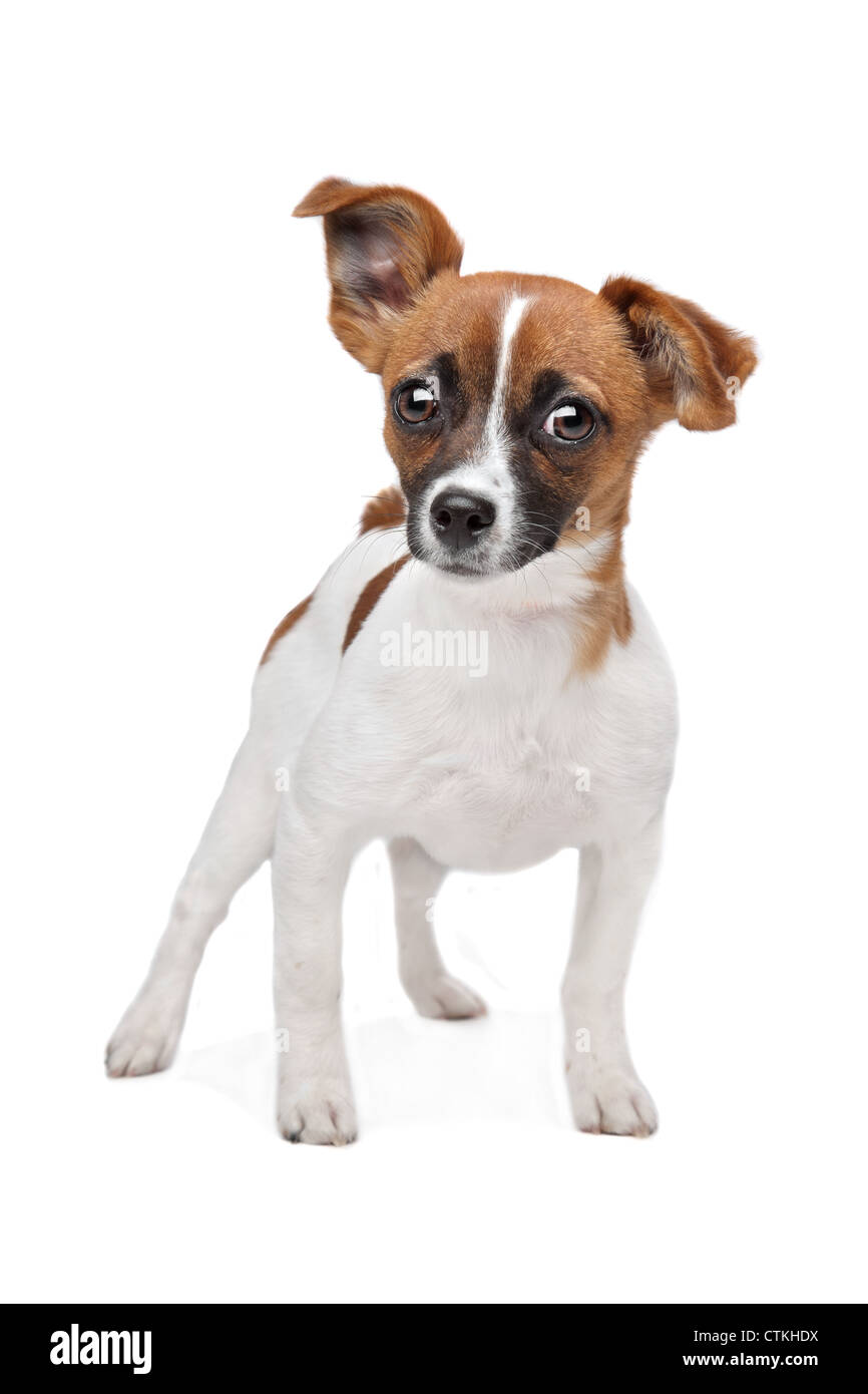 Chihuahua Mix Jack Russel Mixed breed dog. Chihuahua and Jack Russel Terrier mix Stock Photo - Alamy