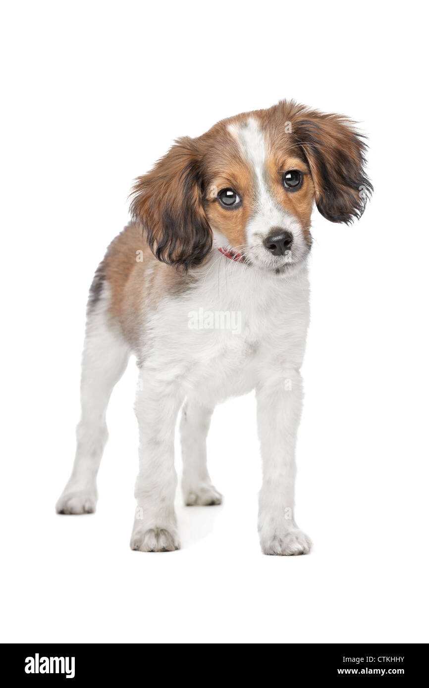 mixed breed puppy. Beagle and Dutch Kooiker hound mix Stock - Alamy