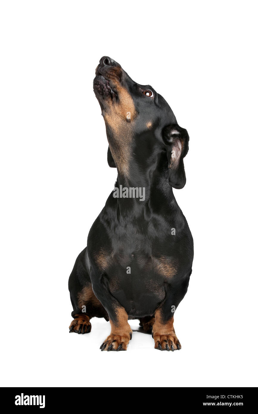 dachshund black and tan in front of white background Stock Photo