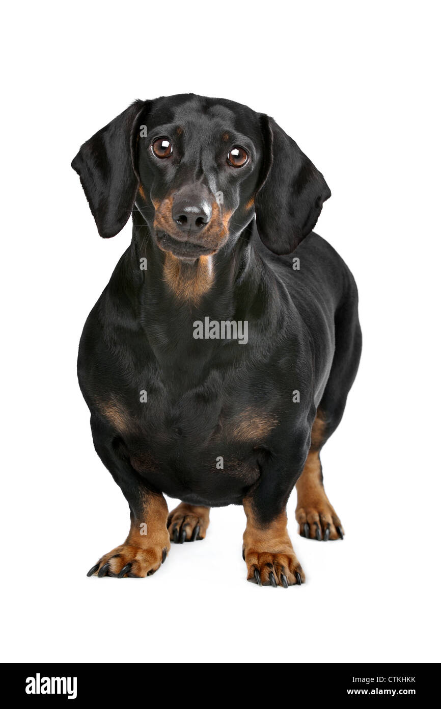Fat dog dachshund Cut Out Stock Images Pictures Alamy