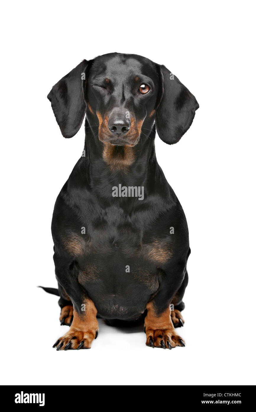 dachshund black and tan in front of white background Stock Photo