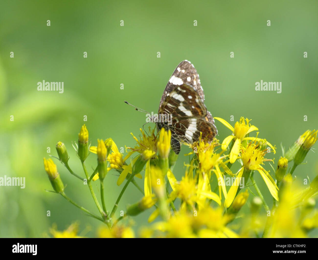 Map, butterfly, second (summer) generation / Araschnia levana / Landkärtchen, Sommergeneration Stock Photo