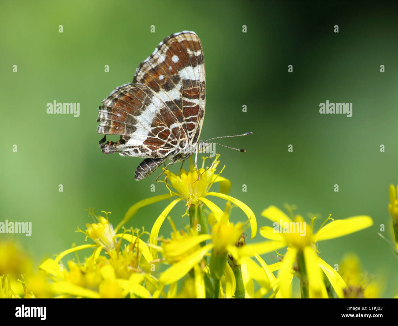 Map, butterfly, second (summer) generation / Araschnia levana / Landkärtchen, Sommergeneration Stock Photo