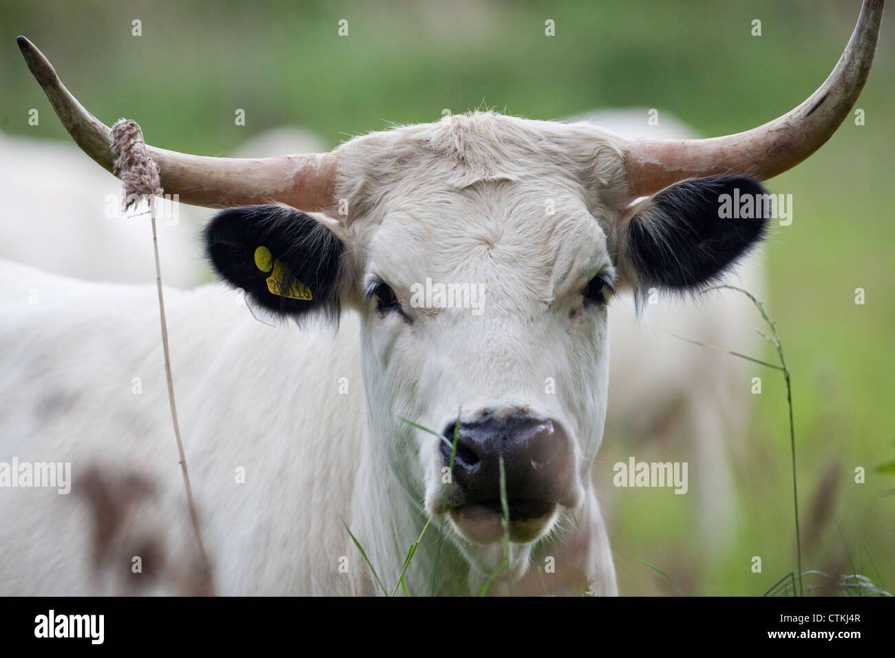 British White Park Cow (Bos taurus). Female, private estate, Norfolk. Used  to manage SSSI, Site of Special Scientific Interest Stock Photo - Alamy