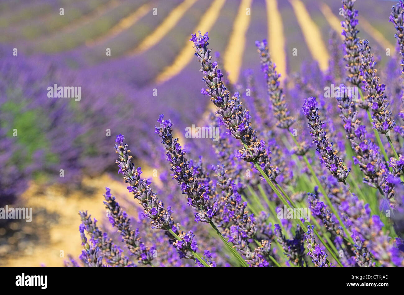 Lavendelfeld - lavender field 03 Stock Photo