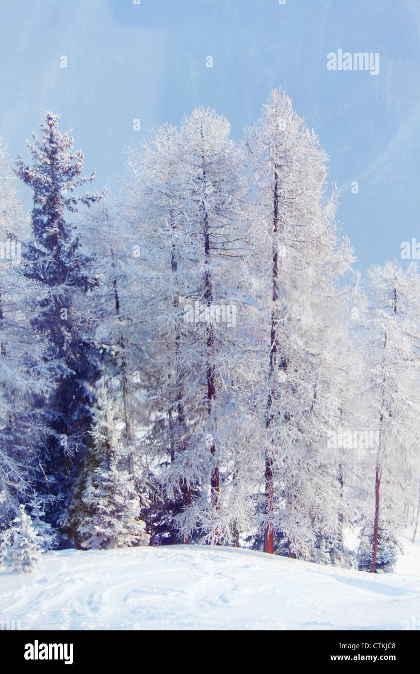 Top frozen fir tree hi-res stock photography and images - Alamy