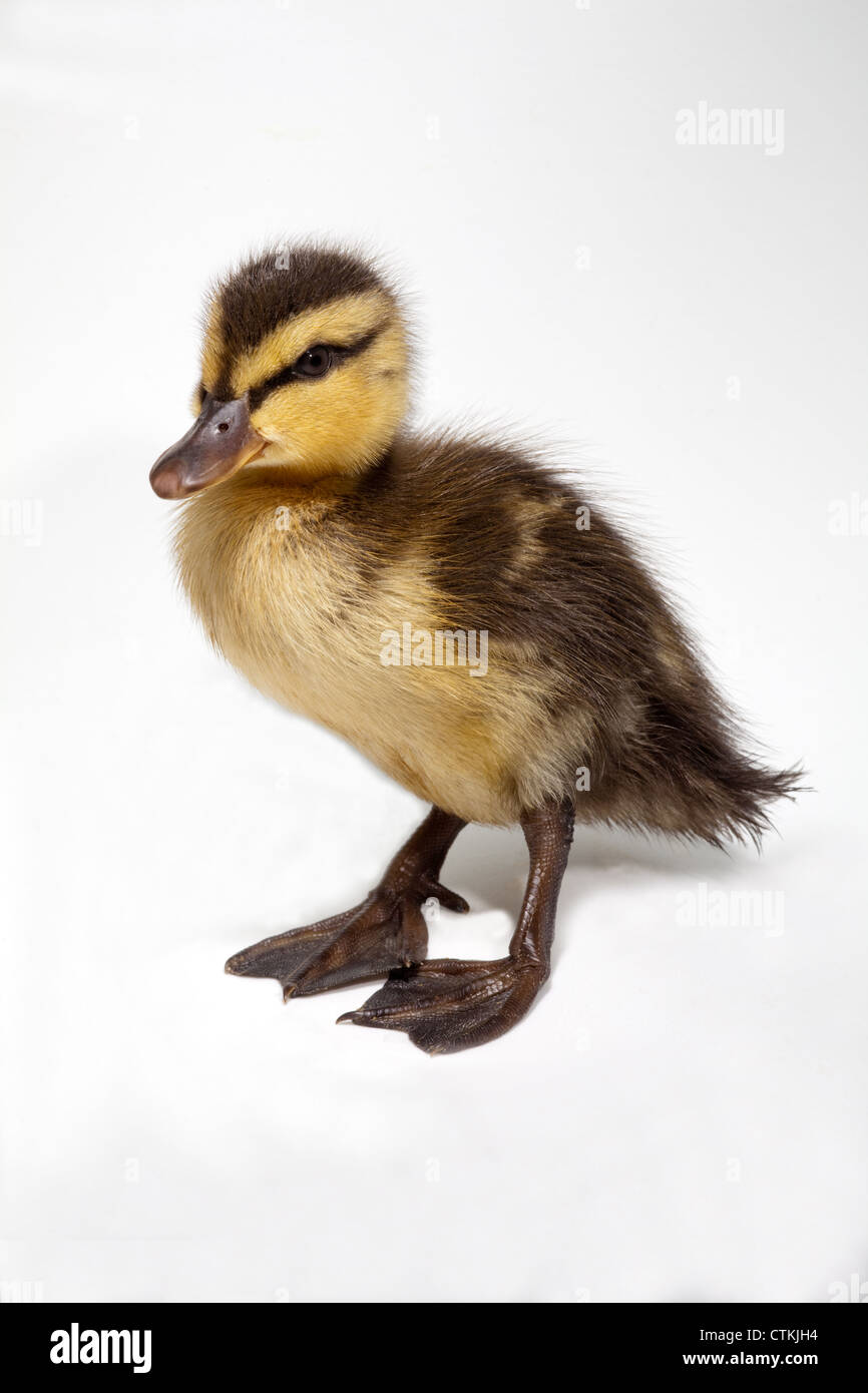 Mallard Duckling (Anas platyrhynchos). Two days old. Stock Photo