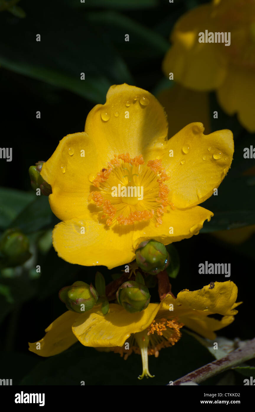 Rose of Sharon in sunshine against dark background Stock Photo Alamy