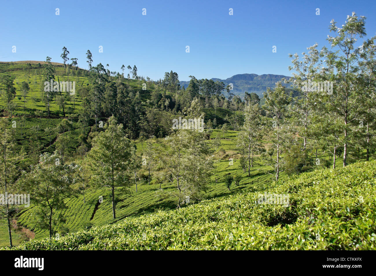 Tea plantation in the Hill Country, Sri Lanka Stock Photo