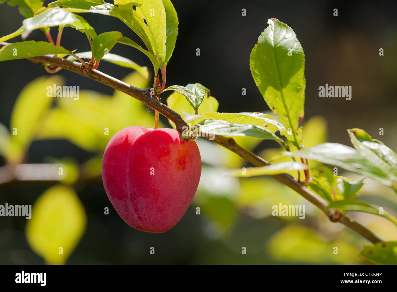 ripe single Plum Lizzie - Prunus domestica on branch of tree Stock Photo