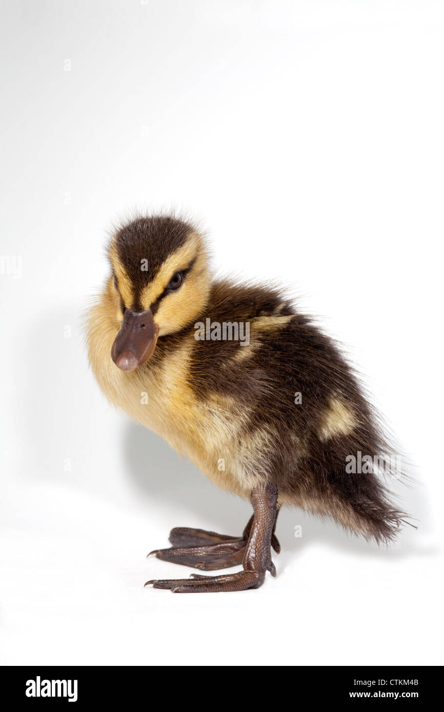 Mallard Duckling (Anas platyrhynchos). Two days old. Stock Photo