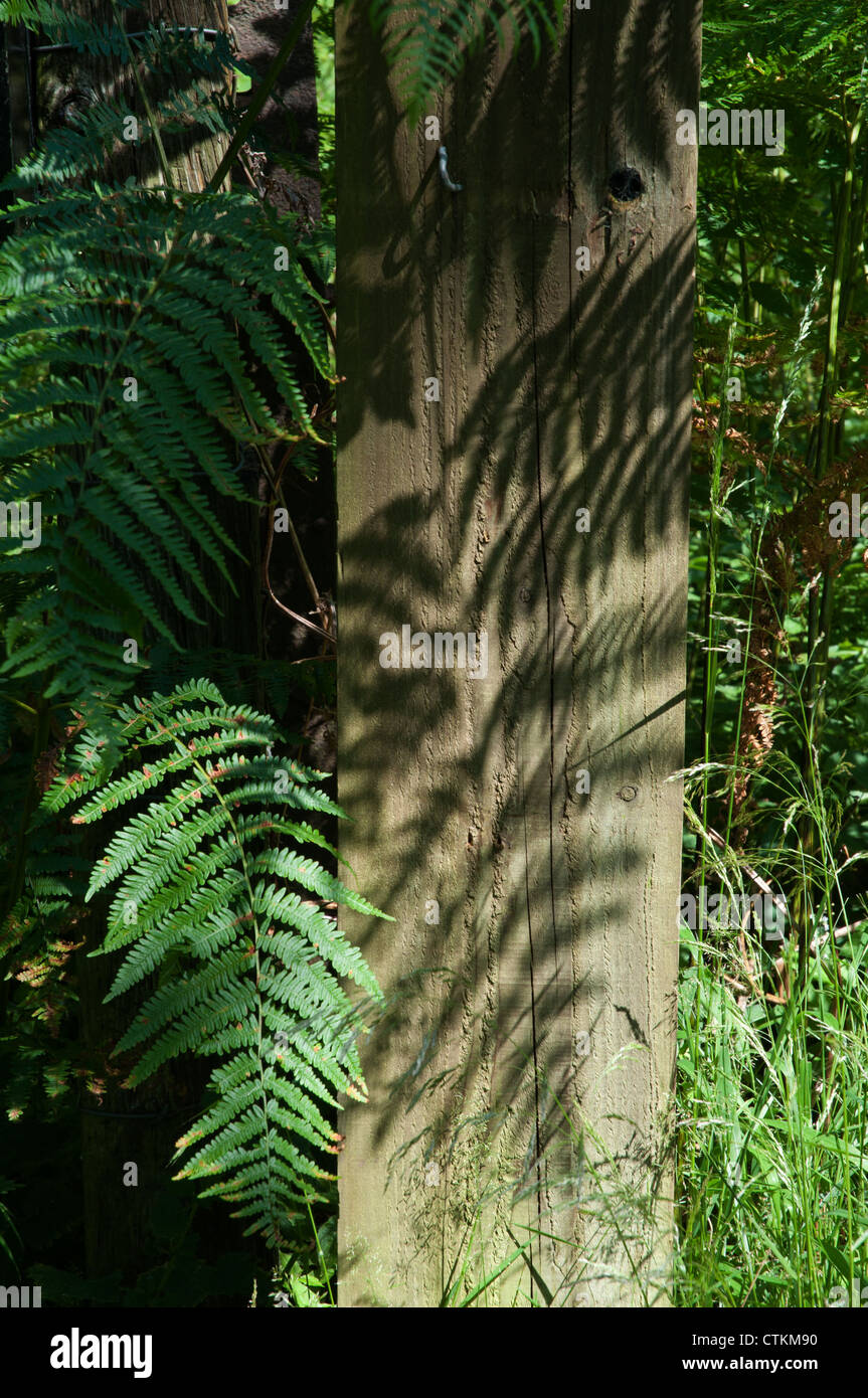 Ferns pteridophyta hires stock photography and images Alamy