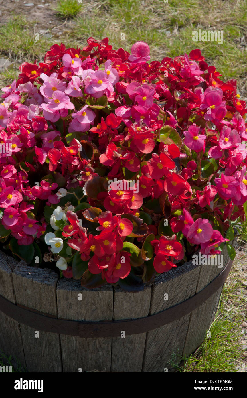 Bedding begonias hires stock photography and images Alamy