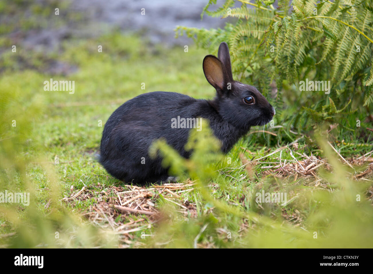 Black european Rabbit rambling on Skomer Island Pembrokeshire Wales UK Stock Photo