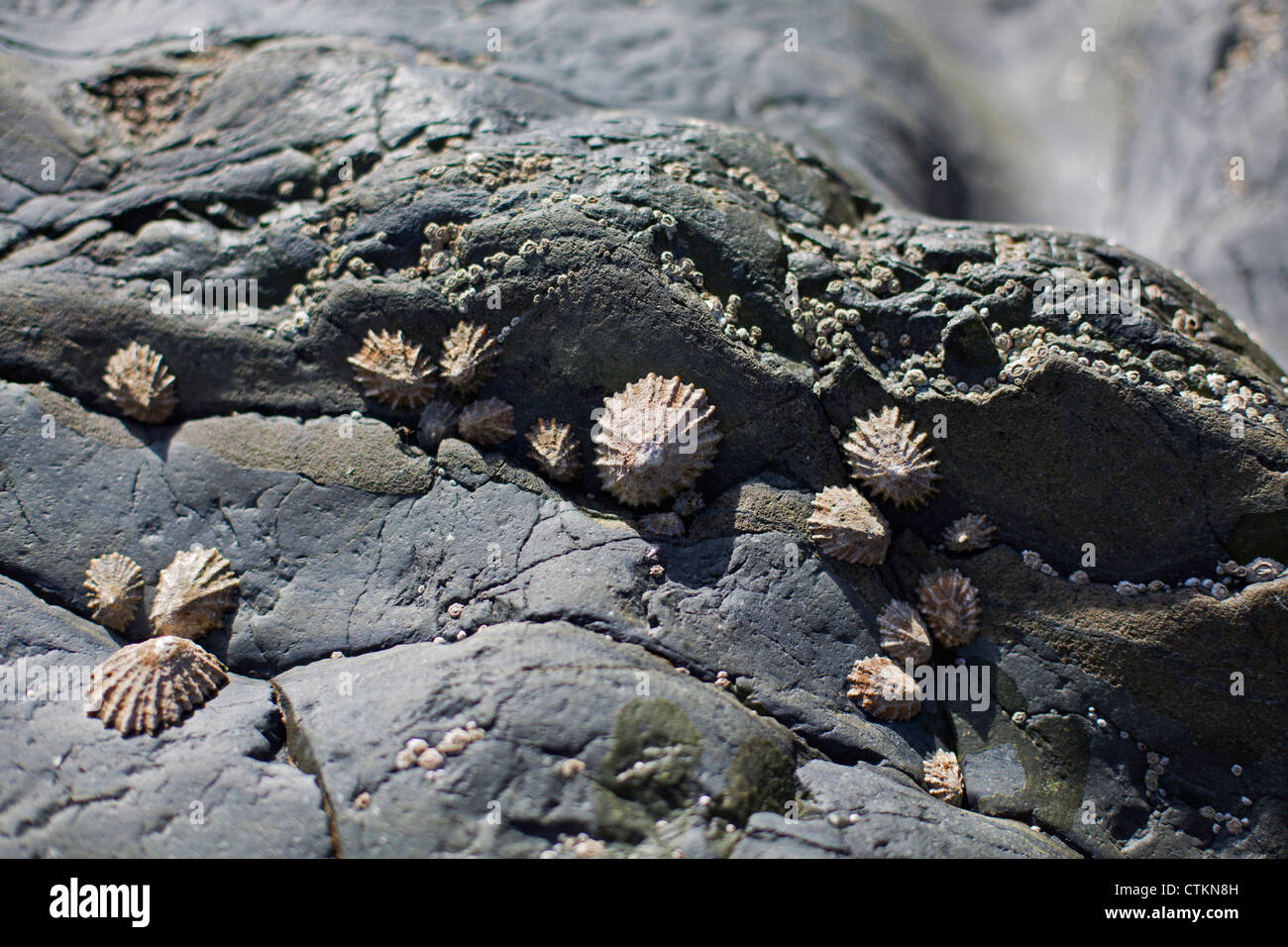 Gastropods shells Chinese Hat (Calyptraea chinensis) on rocks near