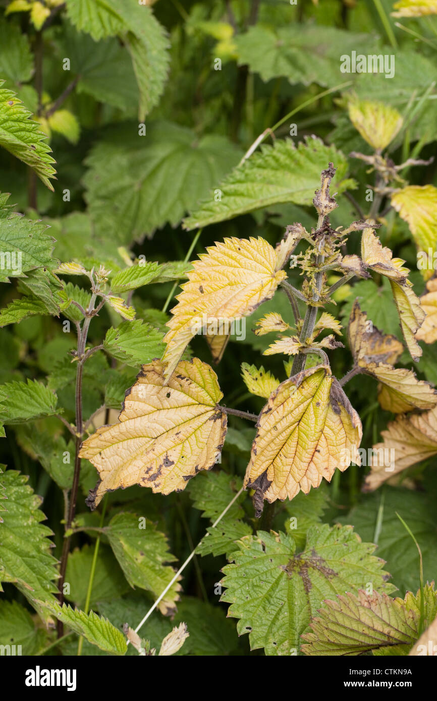 Nettle leaves (Urtica dioica). Yellow colour shows plant has been on the receiving end of herbicide directly or from wind drift. Stock Photo