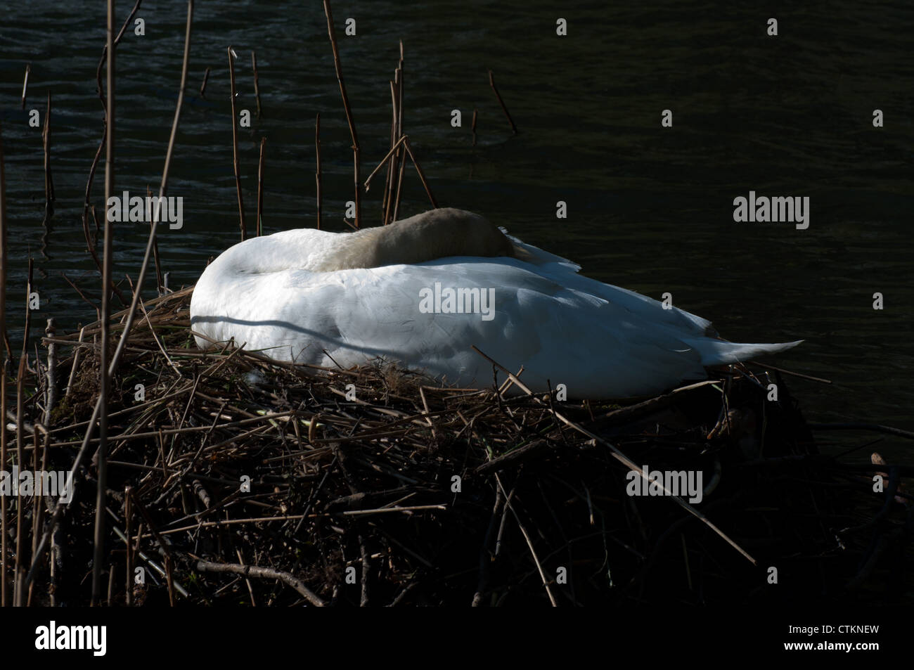 Mute Swan (Cygnus olor) on nest Stock Photo