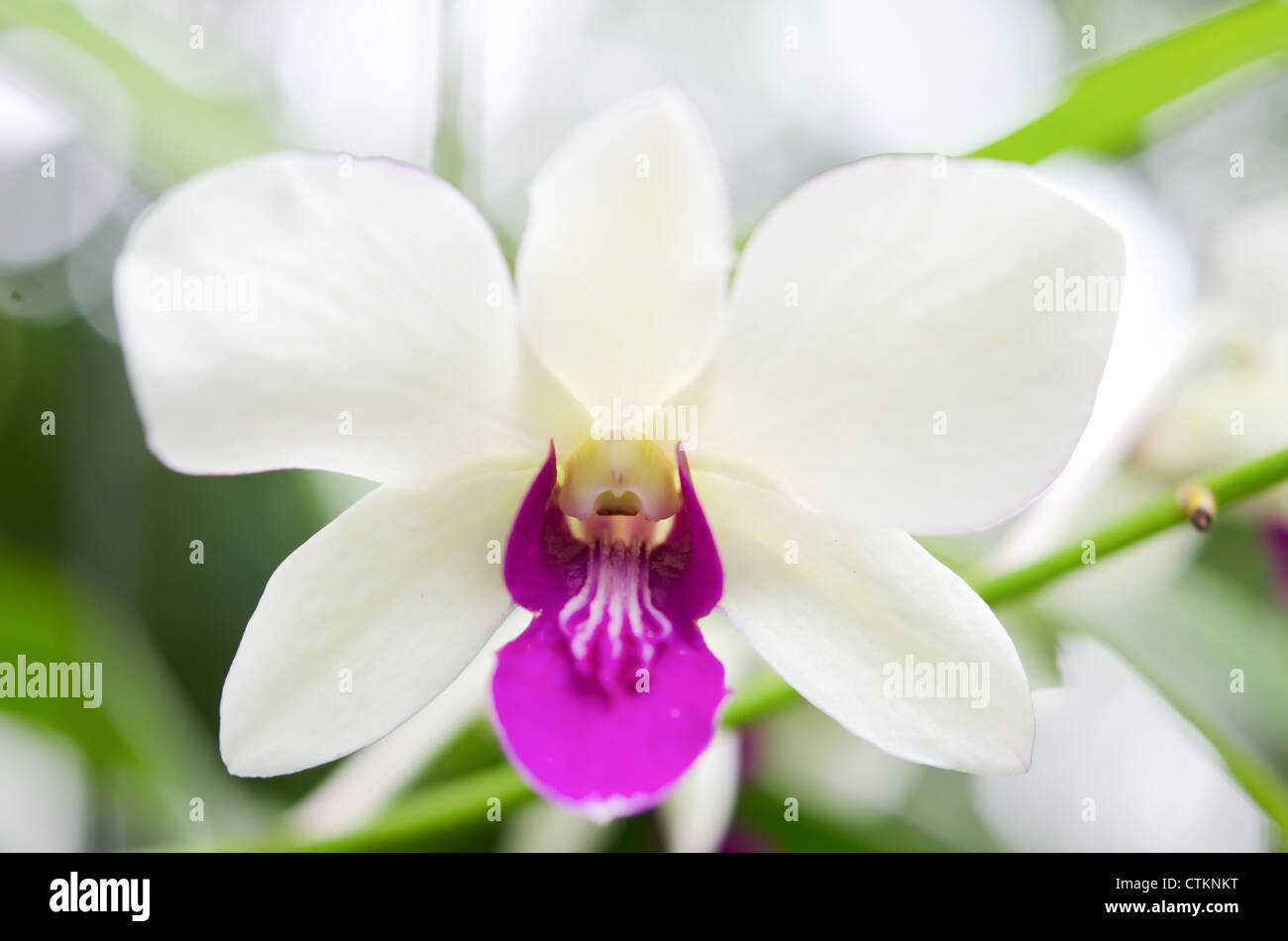 Close up of fresh white and violet orchids blooms in garden Stock Photo