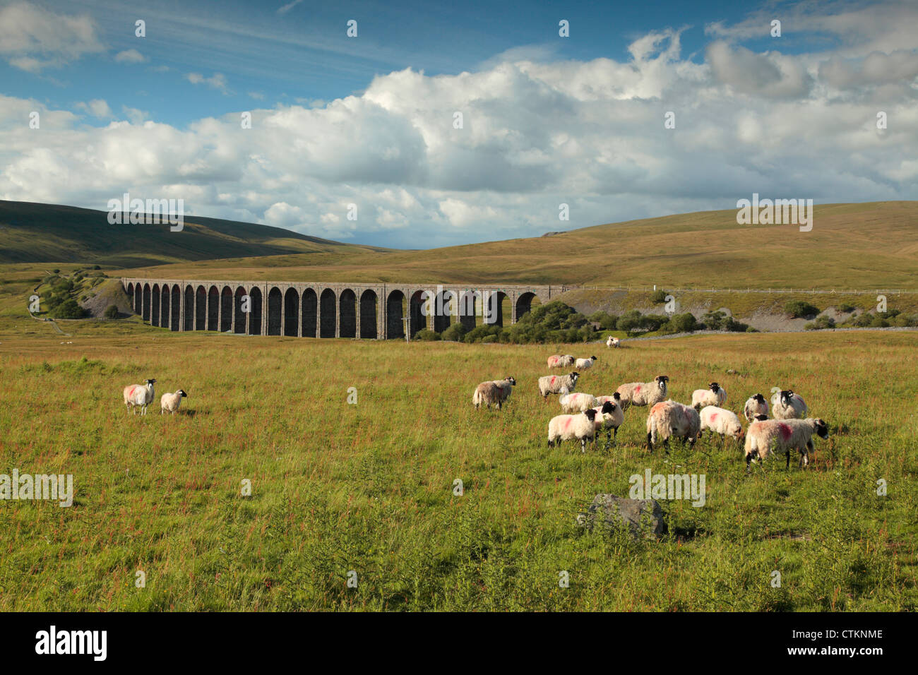 Sheep graze in front of Ribblehead Viaduct in the Yorkshire Dales of England Stock Photo