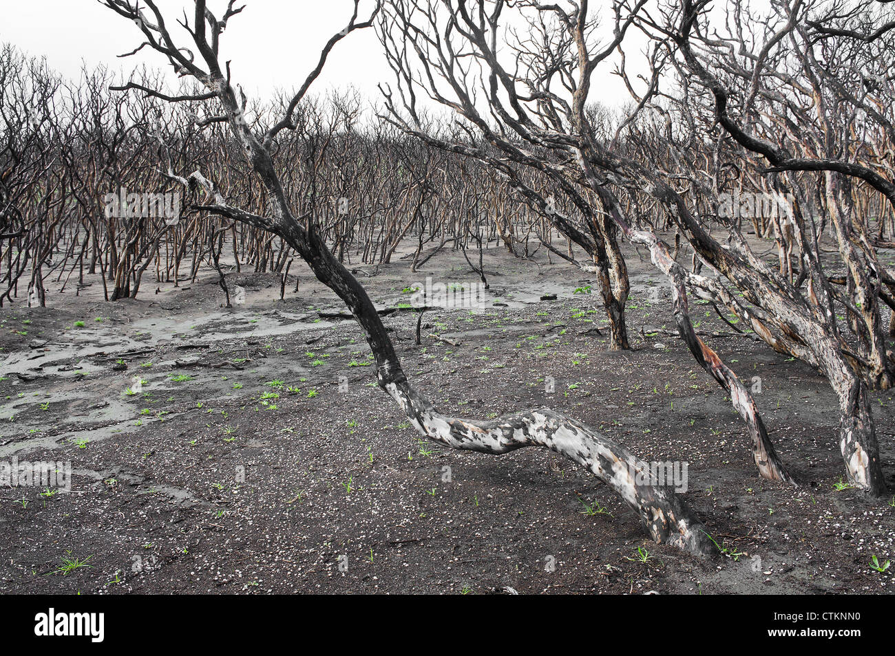Vegetation and trees after a bush fire in the Margaret River area of Western Australia Stock Photo