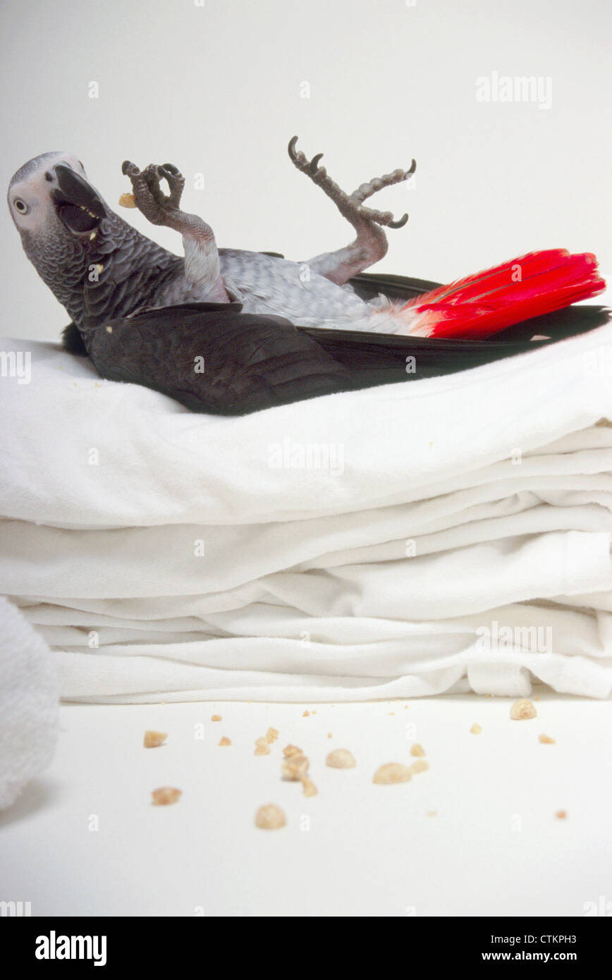 An african grey parrot laying on it's back eating nuts Stock Photo