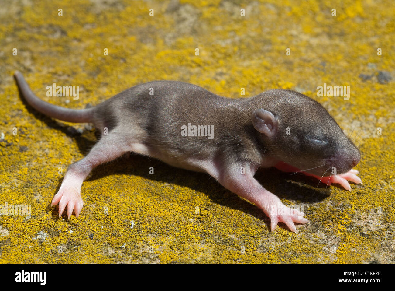 Immature rat hi-res stock photography and images - Alamy