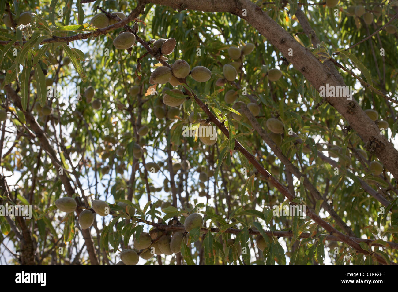 Almonds growing on a Almond Tree Stock Photo Alamy