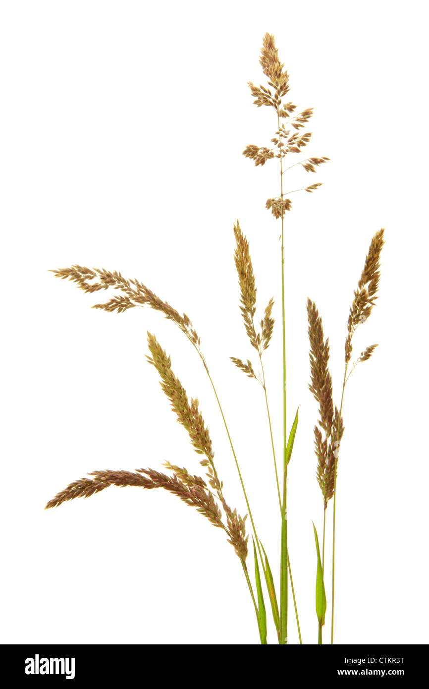Brome grass on white background Stock Photo