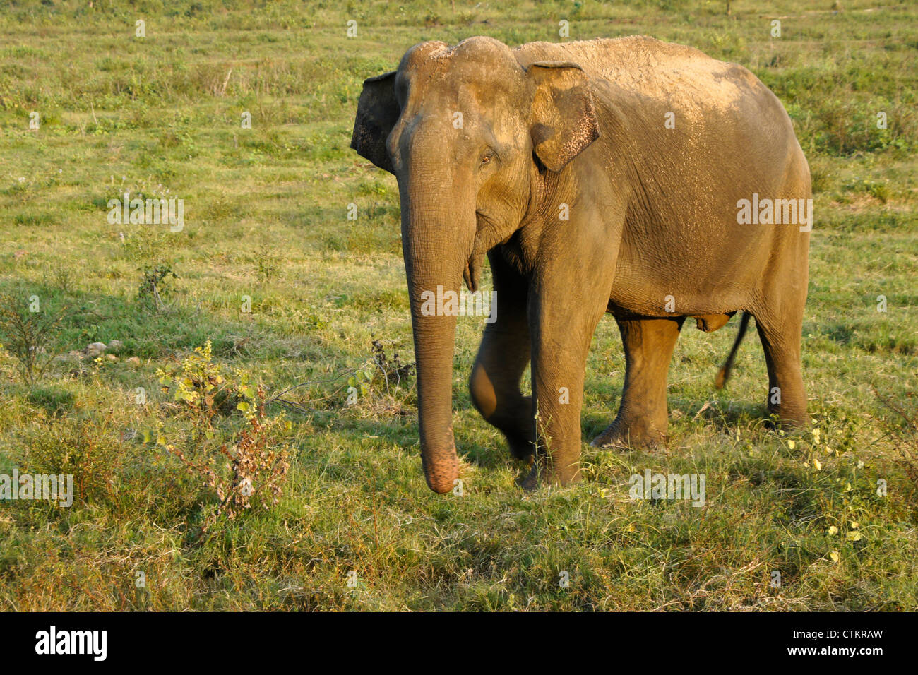 Asian elephant in Uda Walawe National Park, Sri Lanka Stock Photo Alamy